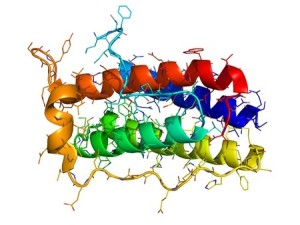 The Molecular structure of Leptin. The human obesity protein 
